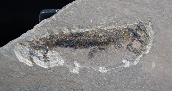 Permian Branchiosaur Fossil - With Case #1695